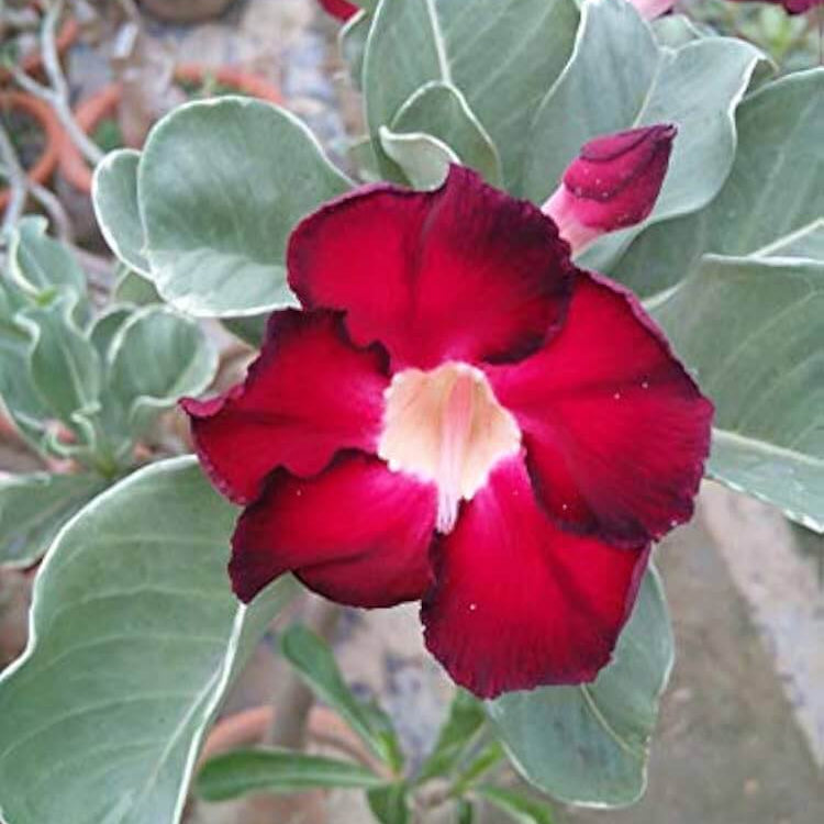 Adenium rose Seeds – Red