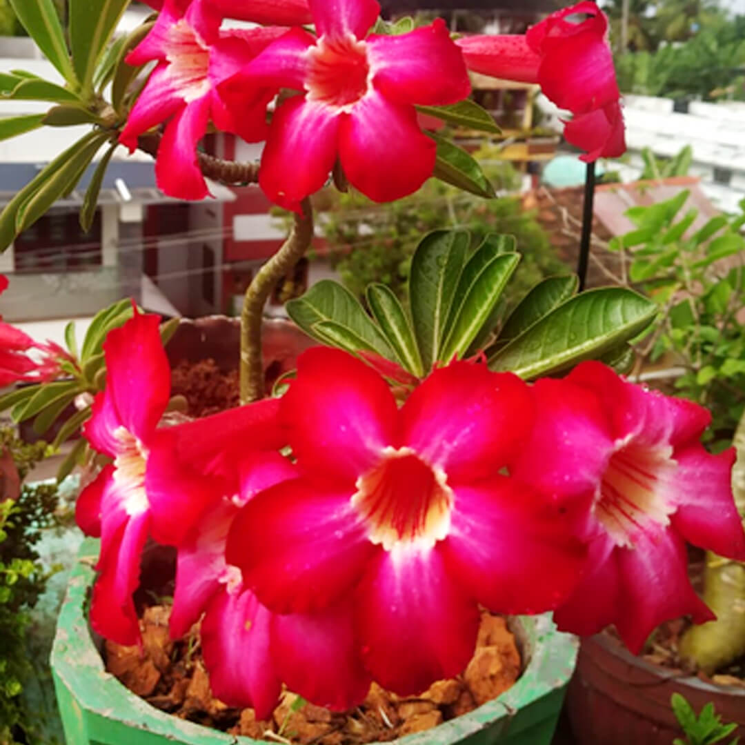 Adenium rose Seeds – Red