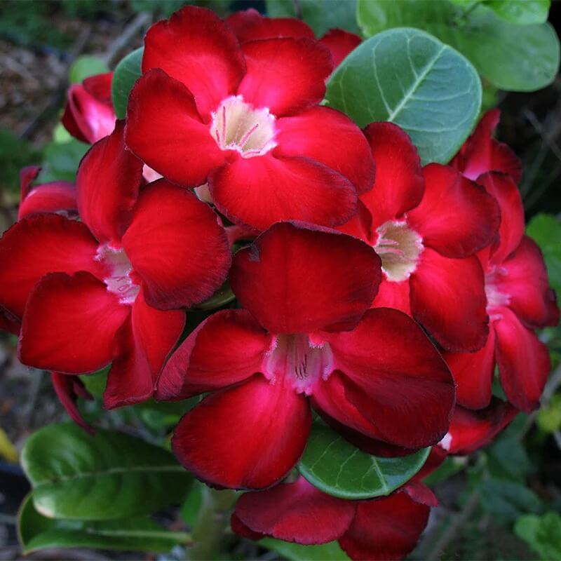 Adenium rose Seeds – Red