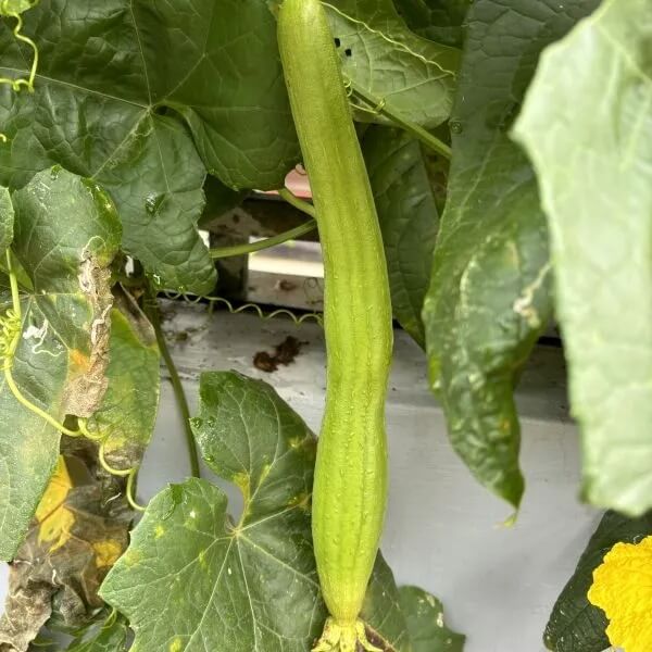 Aegyptiaca Luffa Seeds