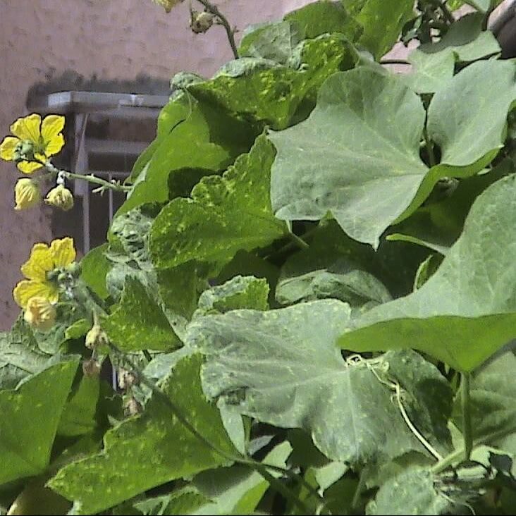 Aegyptiaca Luffa Seeds