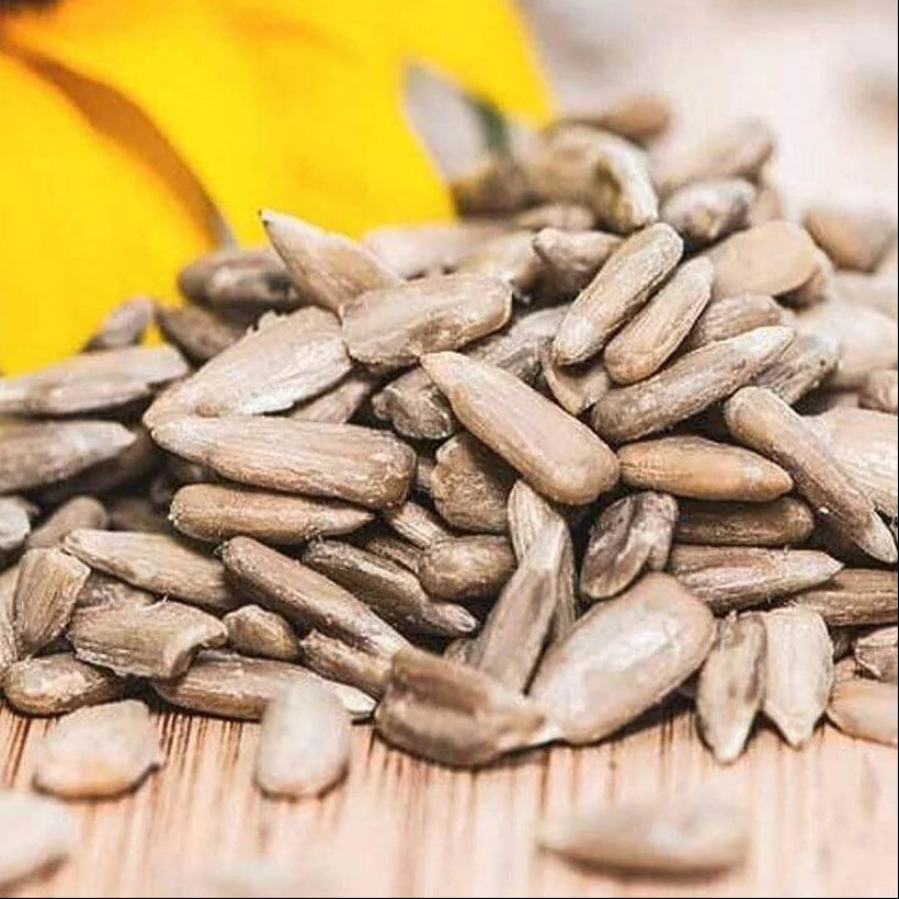 Africa Gazania Sunflower Seeds