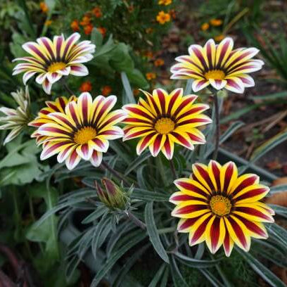 Africa Gazania Sunflower Seeds