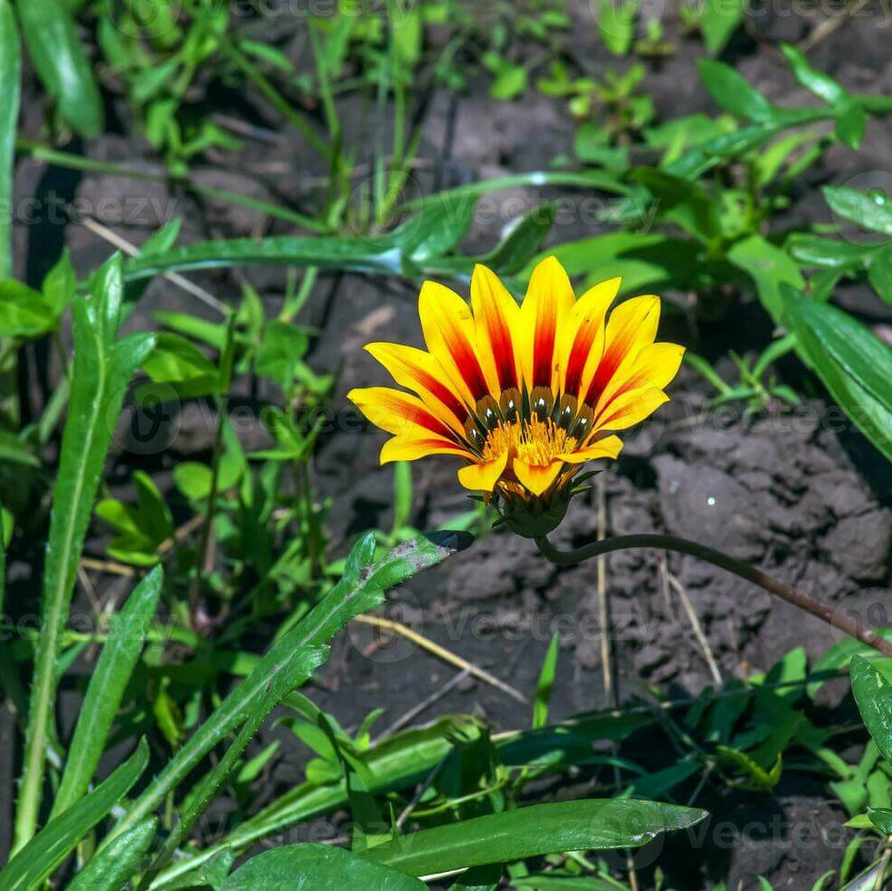 Africa Gazania Sunflower Seeds