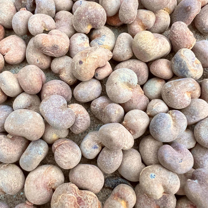 African Baobab Seeds