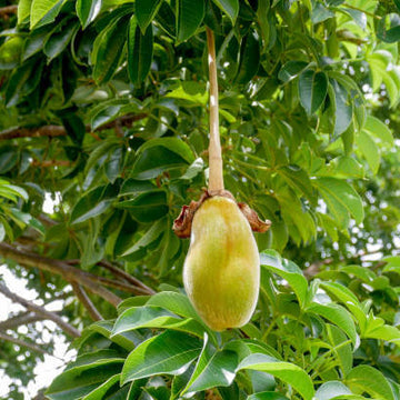 African Baobab Seeds