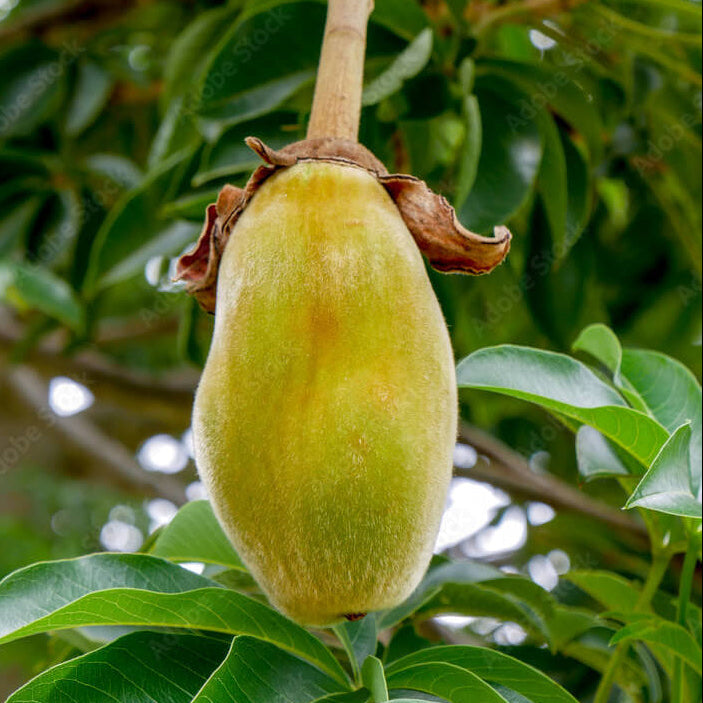 African Baobab Seeds