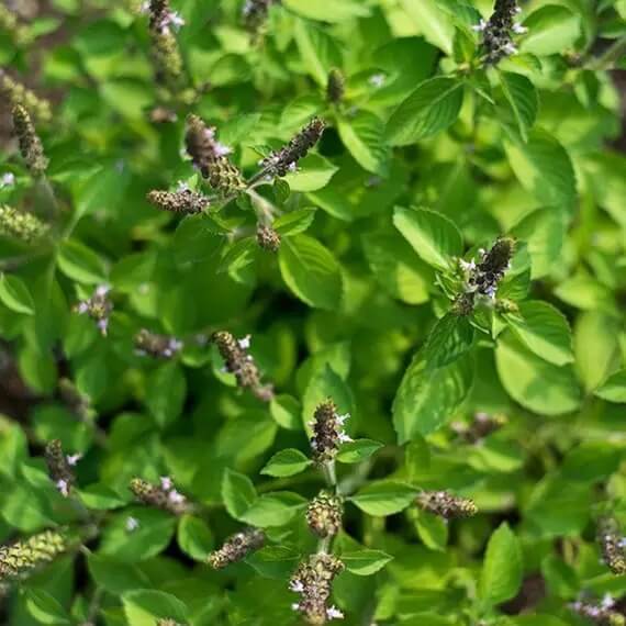 African Blue Blue Spice Basil Seeds