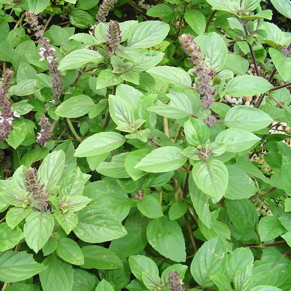 African Blue Blue Spice Basil Seeds