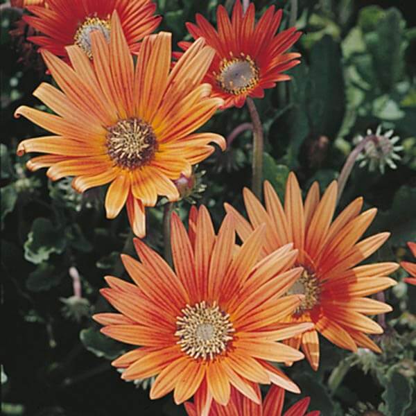 African Daisy Seeds – Arctotis Rollier