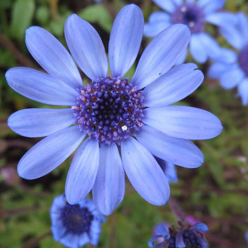 African Daisy Seeds – Blue Eyed
