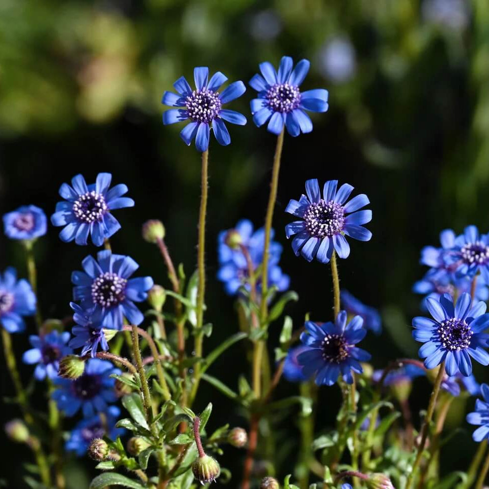 African Daisy Seeds – Blue Eyed

