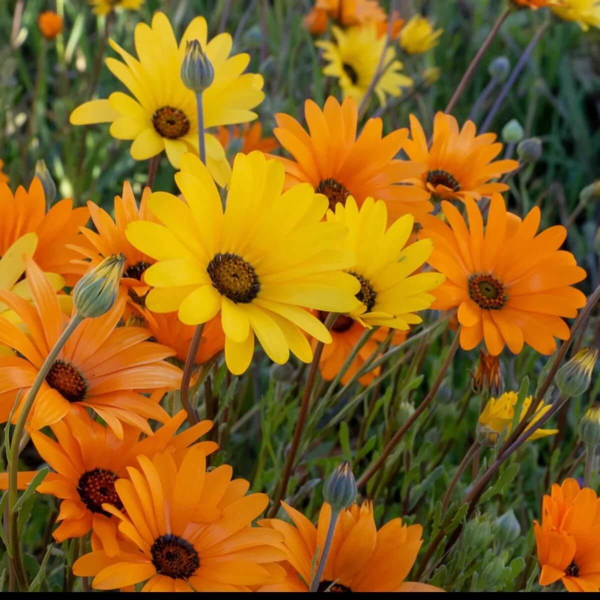 African Daisy Seeds – Dimorphotheca aurantiaca
