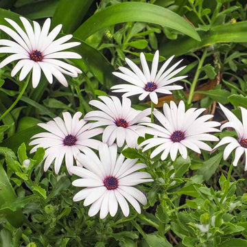 African Daisy Seeds – Hardy Perennial
