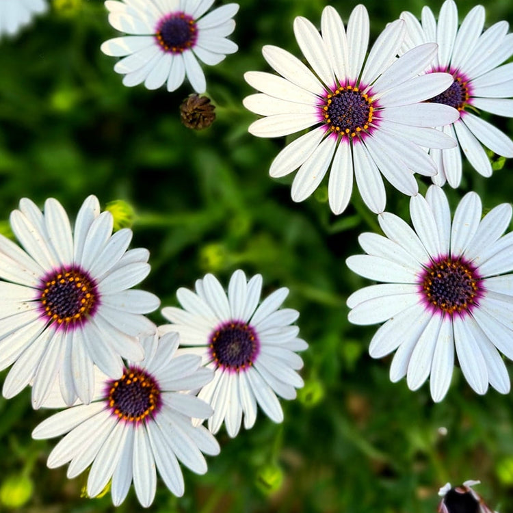 African Daisy Seeds – Hardy Perennial

