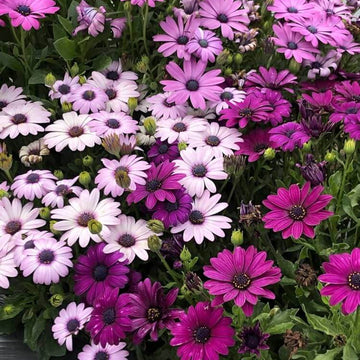 African Daisy Seeds – Osteospermum
