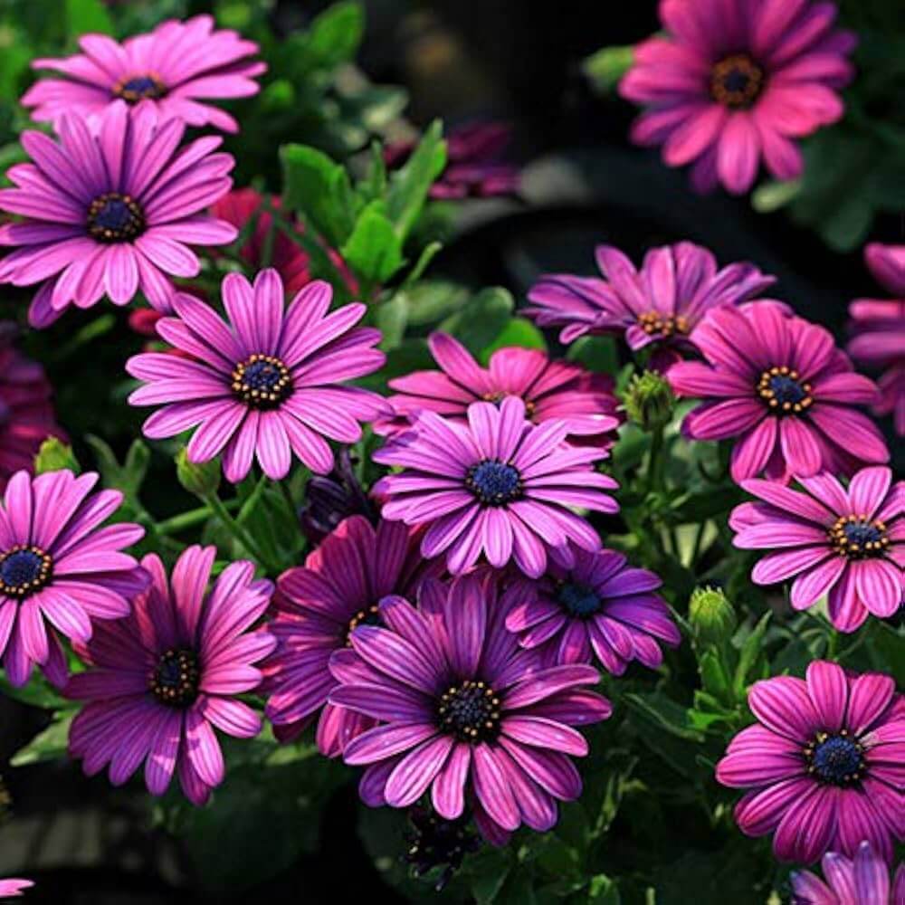 African Daisy Seeds – Osteospermum
