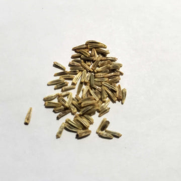 African Daisy Seeds 