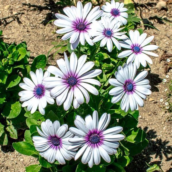 African Daisy Seeds