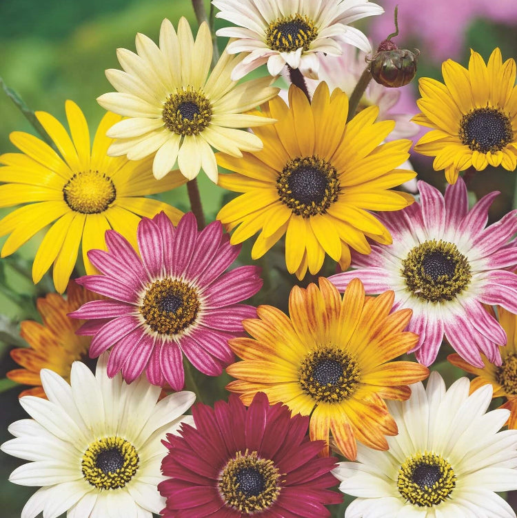 African Daisy Seeds – Arctotis Rollier
