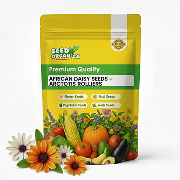African Daisy Seeds – Arctotis Rollier