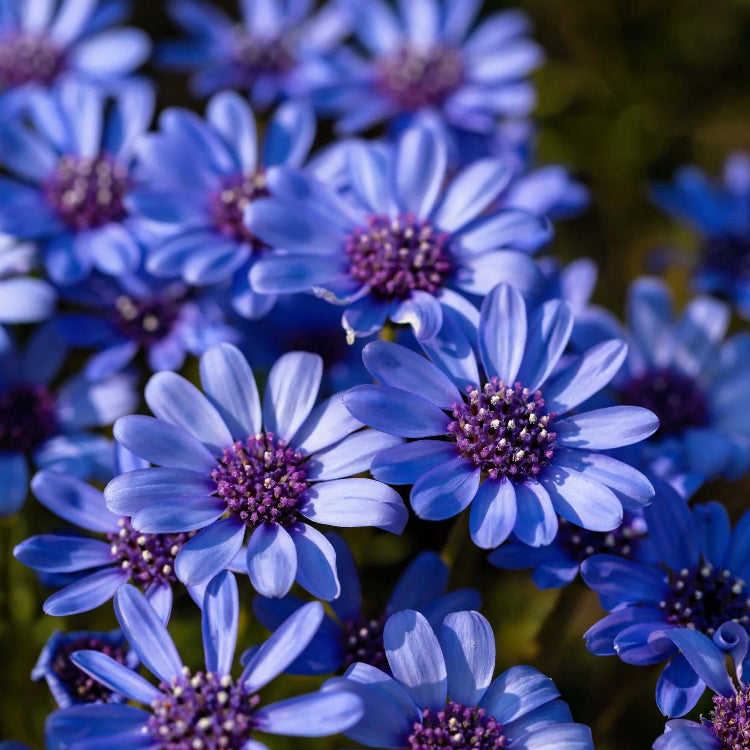 African Daisy Seeds – Blue Eyed

