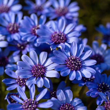 African Daisy Seeds – Blue Eyed
