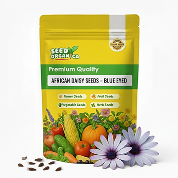 African Daisy Seeds – Blue Eyed