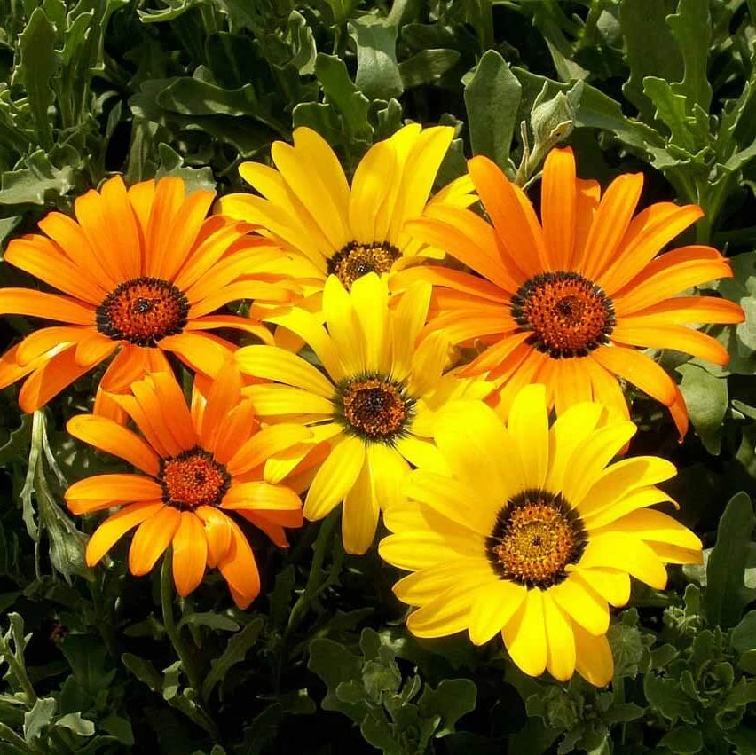 Dimophotheca Dimorphotheca Aurantiaca African Daisy Seeds | Flower Seeds