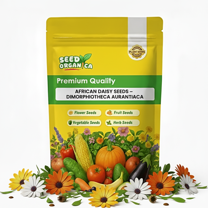 Dimorphotheca Seeds Collection Dimorphotheca Aurantiaca African Daisy Seeds | Flower Seeds
