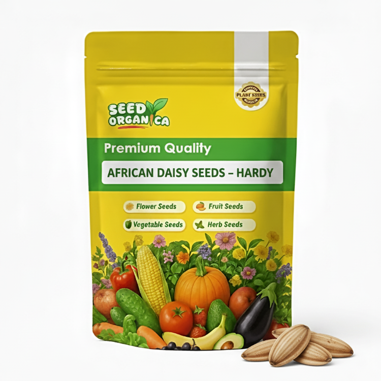African_Daisy_Seeds_Hardy