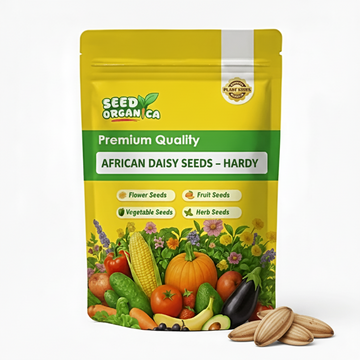 African_Daisy_Seeds_Hardy