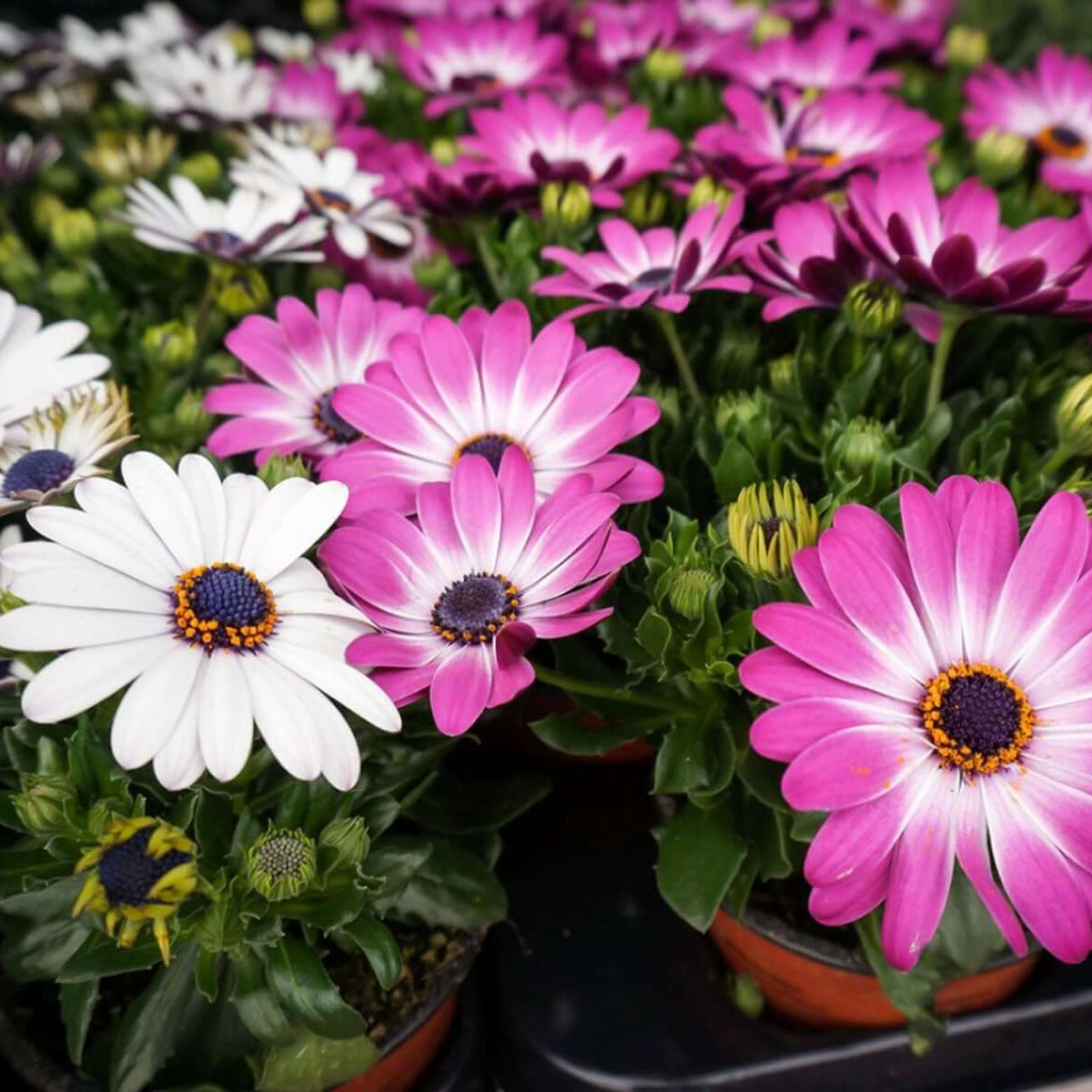African Daisy Seeds – Osteospermum
