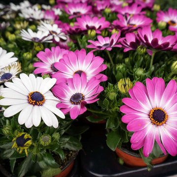 African Daisy Seeds – Osteospermum
