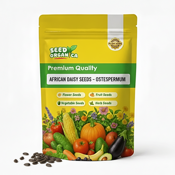 African Daisy Seeds – Osteospermum