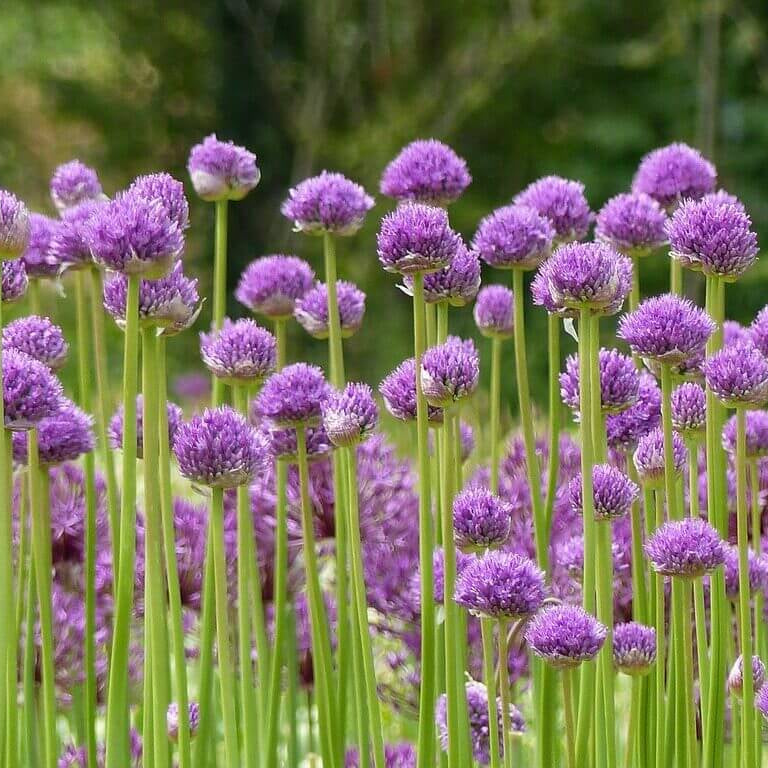 African Garlic Plant Seeds - Herbal Plant