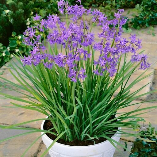 African Garlic Plant Seeds - Herbal Plant
