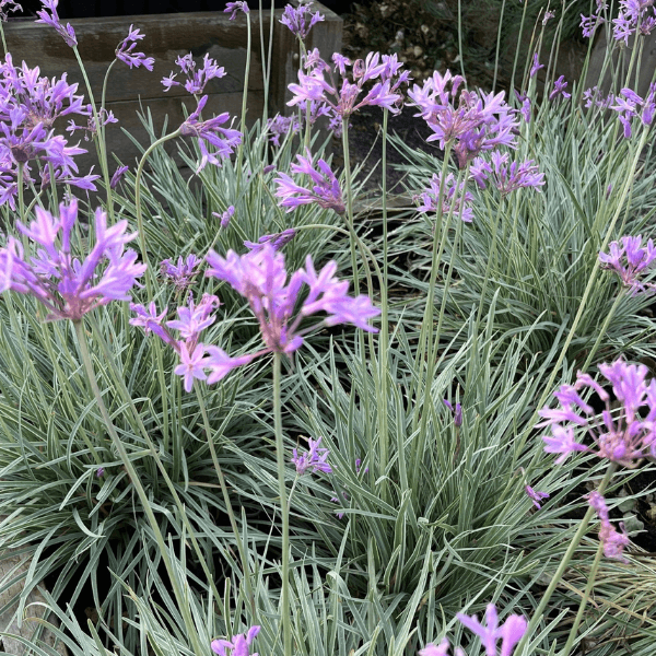 African Garlic Plant Seeds - Herbal Plant