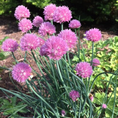 African Garlic Plant Seeds - Herbal Plant