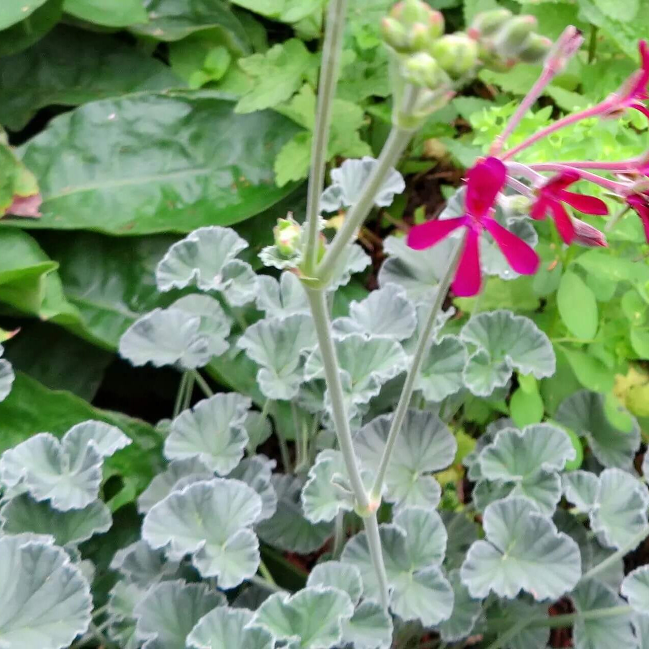 African Geranium Seeds