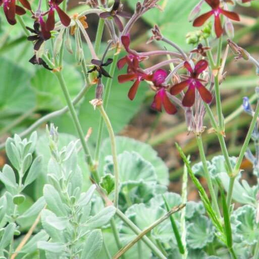 African Geranium Seeds