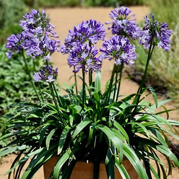 African Lily Agapanthus Seeds