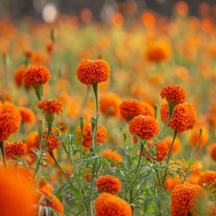 African Marigold Seeds