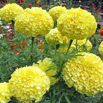 African Marigold Seeds