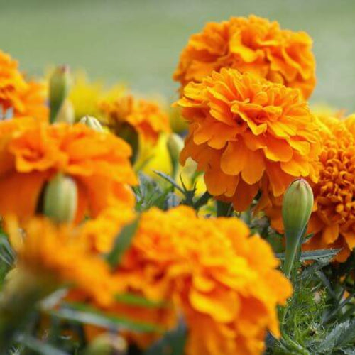 African Marigold Seeds