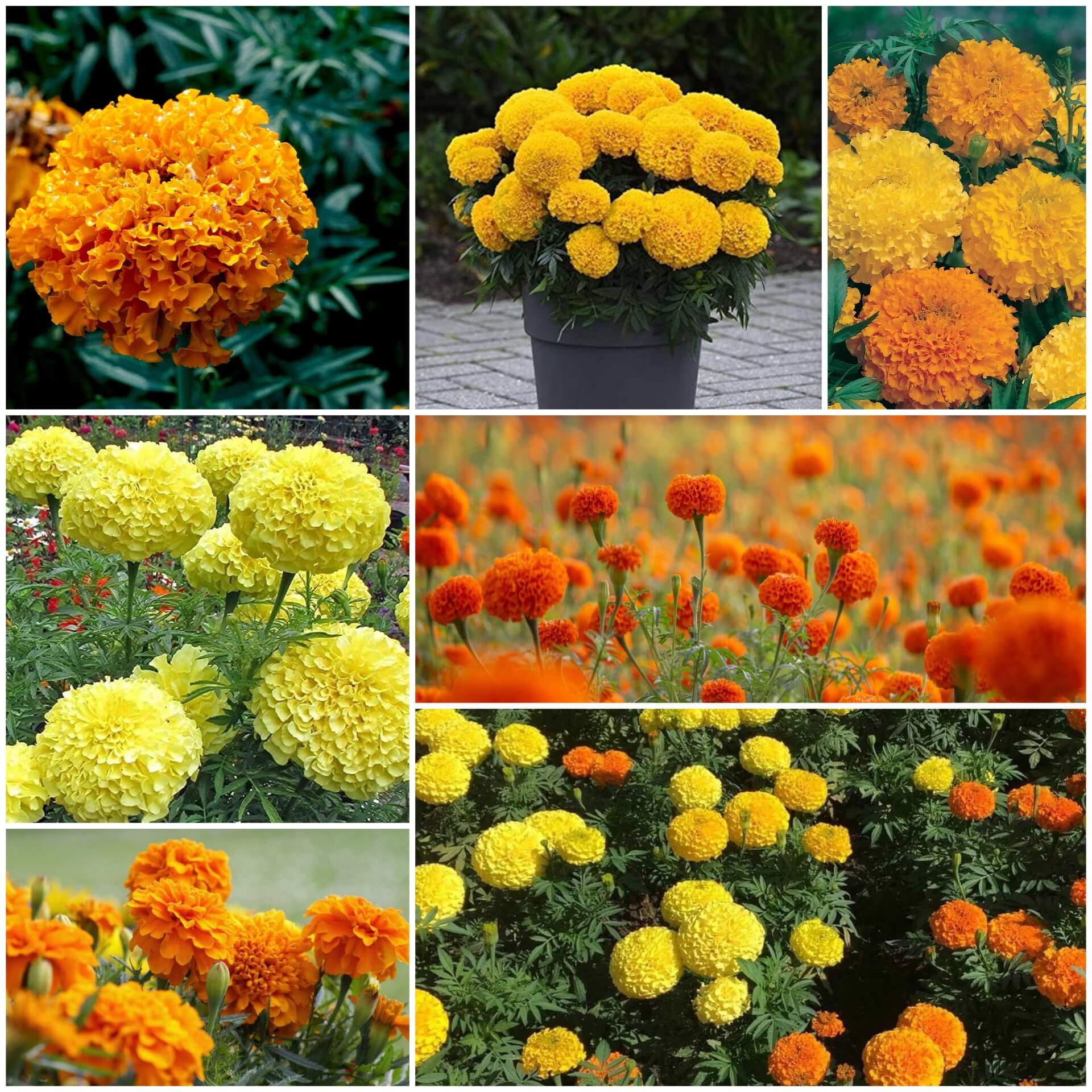 African Marigold Seeds