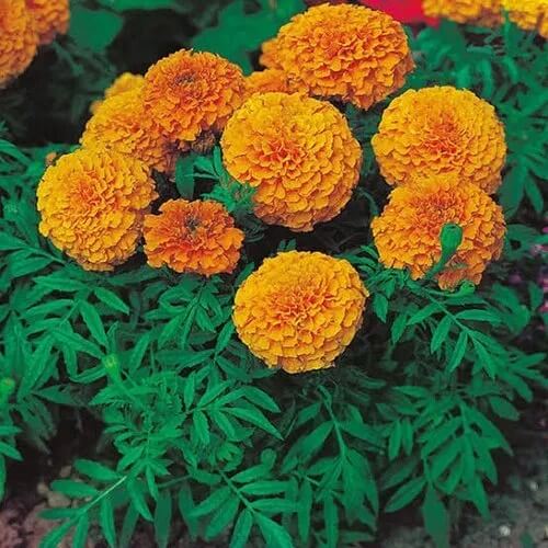 African Marigold Seeds