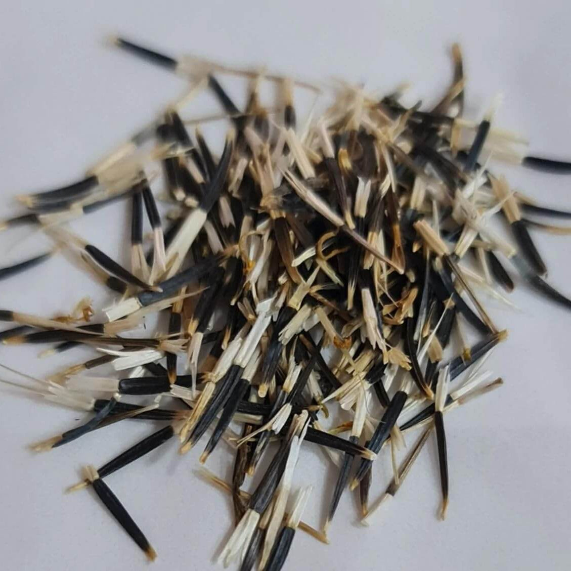 African Marigold Seeds