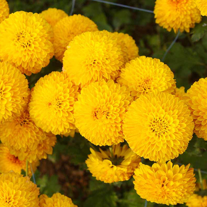 African Marigold Seeds – Tall Double Bloom
