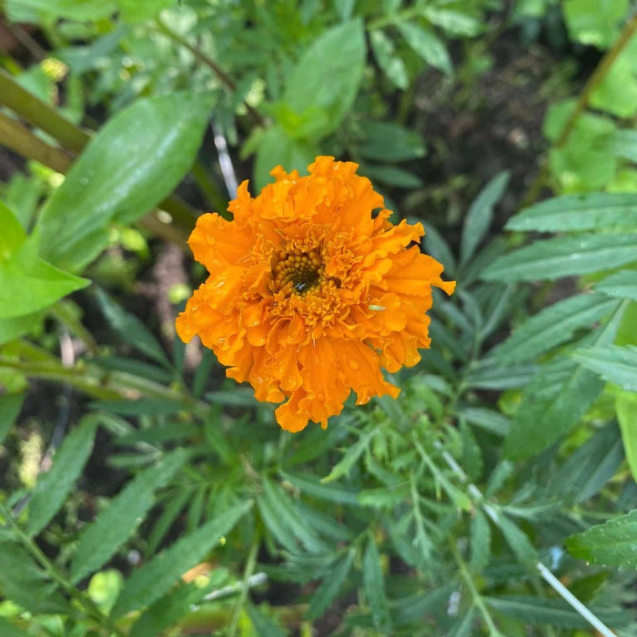 African Mix Marigold Seeds 